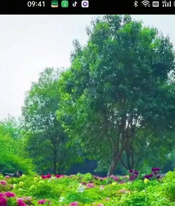 花海直播在线观看