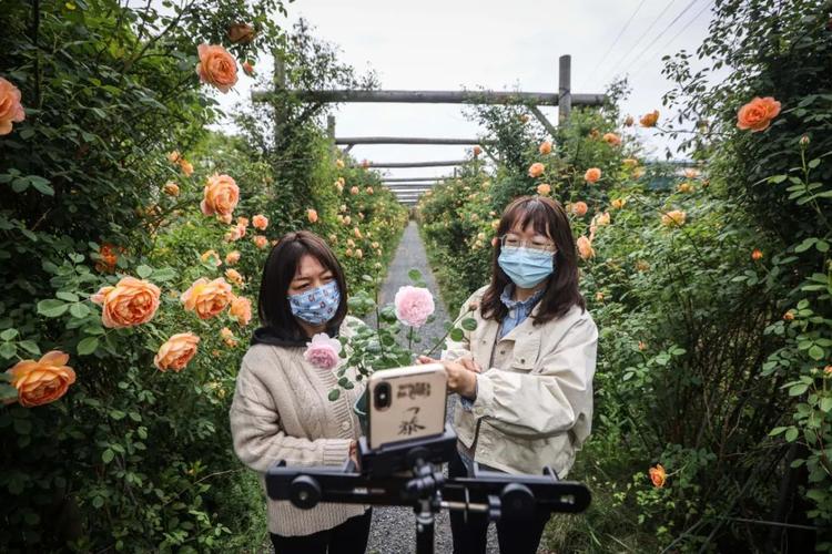花海直播在线观看