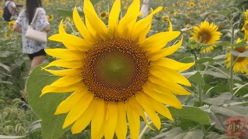 秋葵视频草莓视频向日葵视频丝瓜视频黄