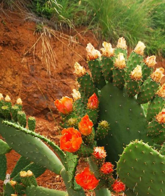 仙人掌app下载安装安卓版