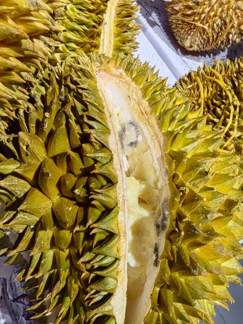 哪里还能下老版本榴莲