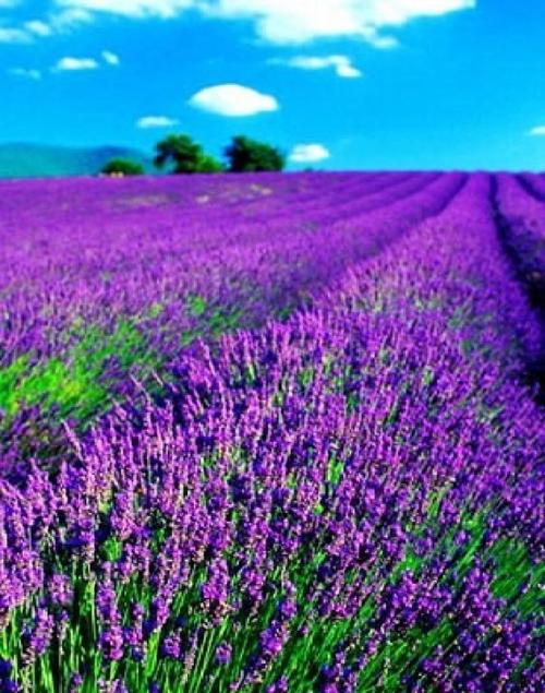 薰衣草研究所高清版