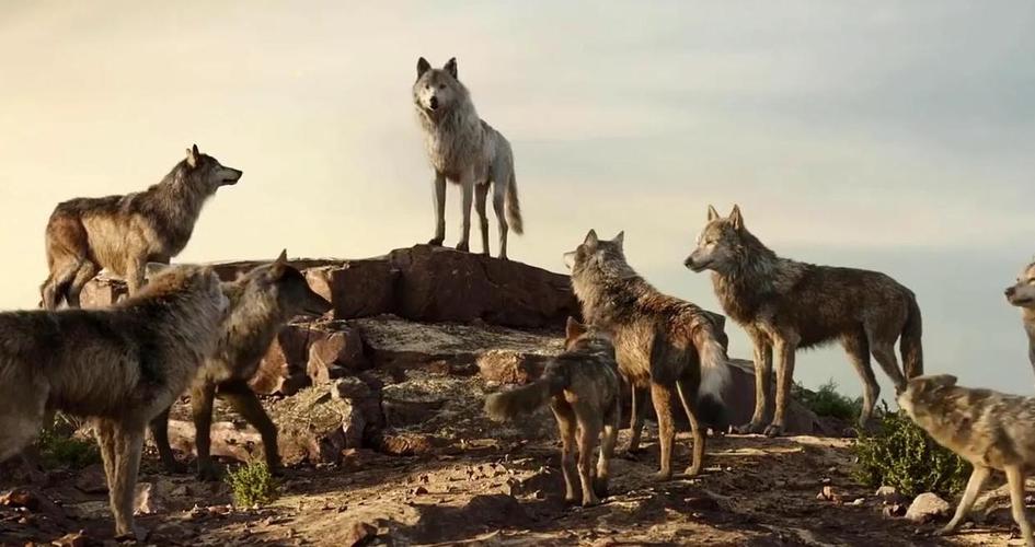 狼群视频在线观看免费完整版
