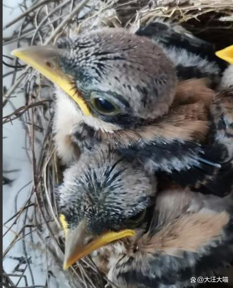 雏鸟短视频免费版