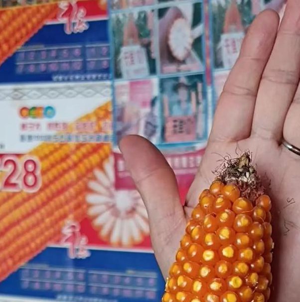 精品国富产二代