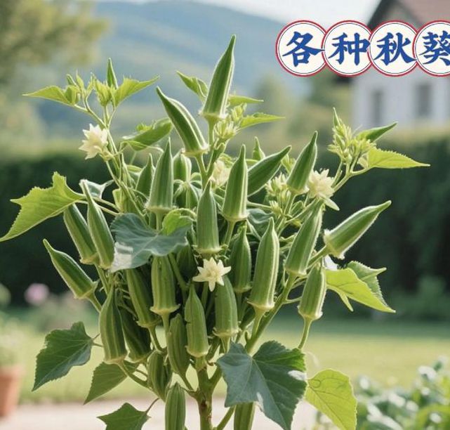 向日葵绿巨人秋葵下载安装