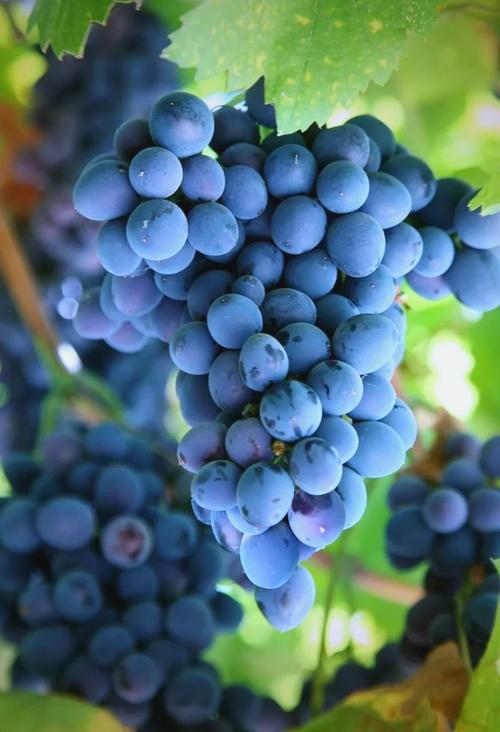 葡萄视频最新版