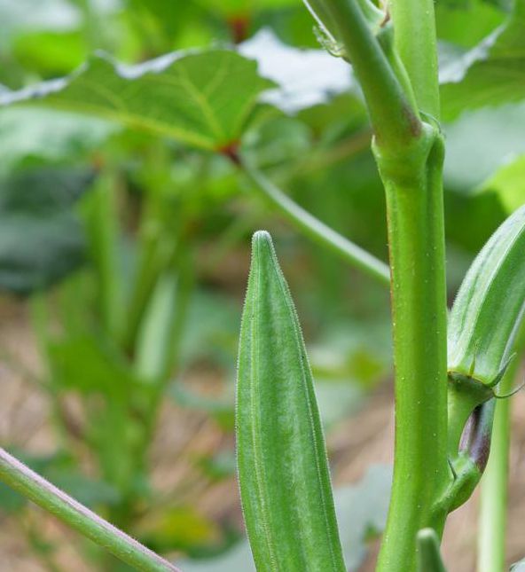 日女汅api免费秋葵