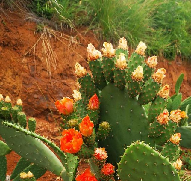 仙人掌视频嘿呦嘿呦版