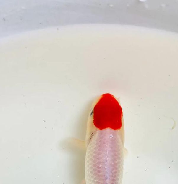 金鱼直播app官方下载地址