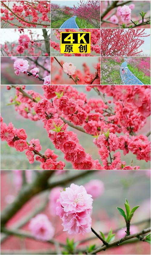 桃花视频1.3.4完整版