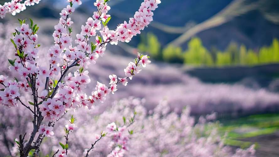 桃花视频1.3.4完整版