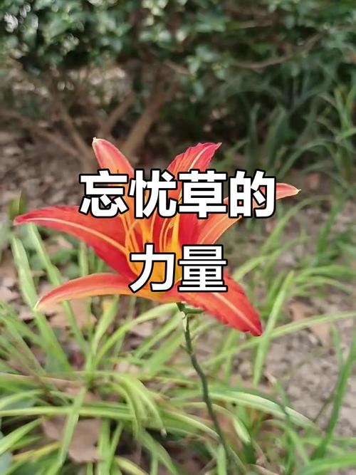 忘忧草app下载软件