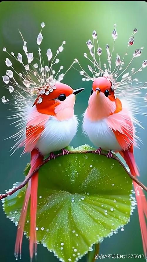 爱情鸟论坛视频