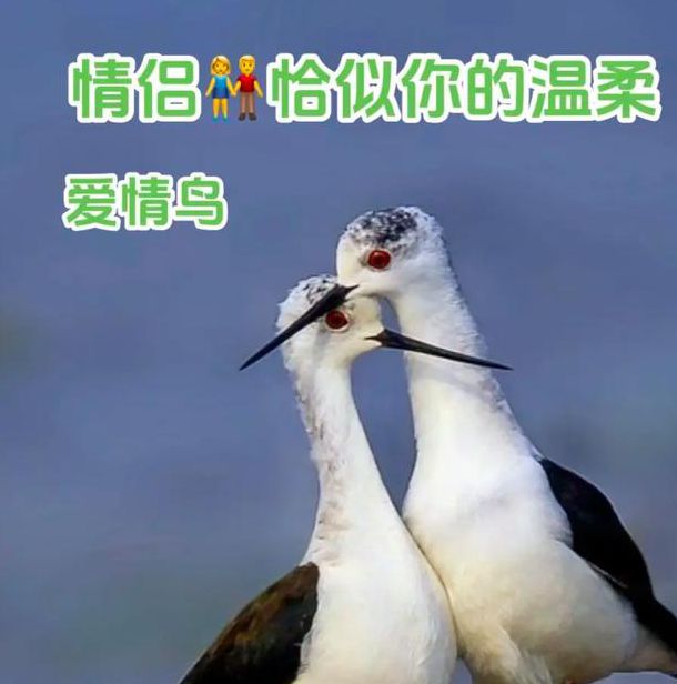 爱情鸟论坛视频