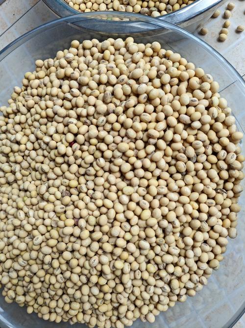 黄豆视频 黄豆精品 黄豆库