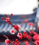 梅花视频1.0.6安卓版