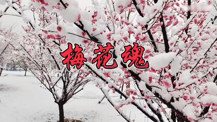 梅花视频1.0.6安卓版