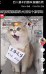 猫咪直播版永久vip账号