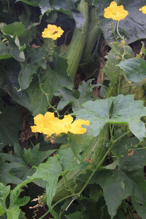 色多多草莓秋葵菠萝蜜黄瓜丝瓜Ios