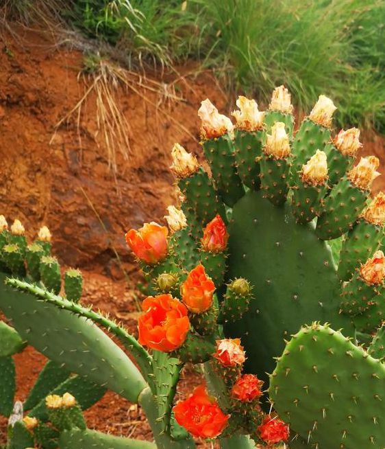 仙人掌app下载汅api免费下载人掌APP免费下载