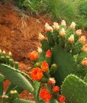 仙人掌app下载汅api免费下载人掌APP免费下载