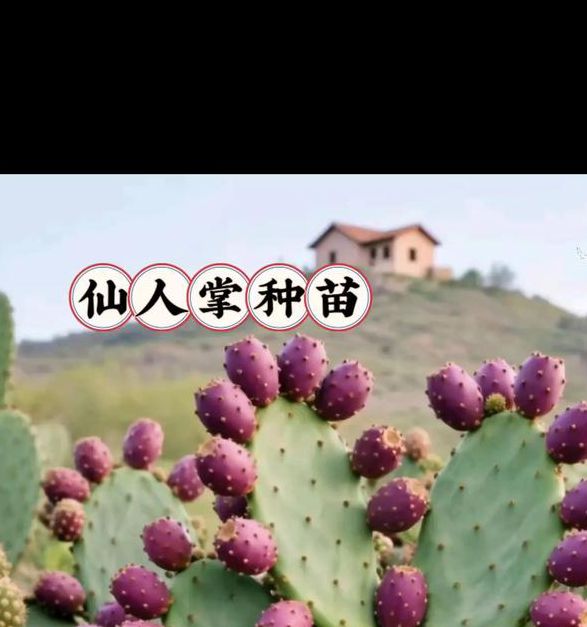 仙人掌app下载汅api免费下载人掌APP免费下载