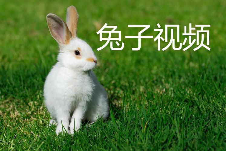 兔子视频最新版ios