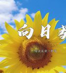 向日葵免费版下载