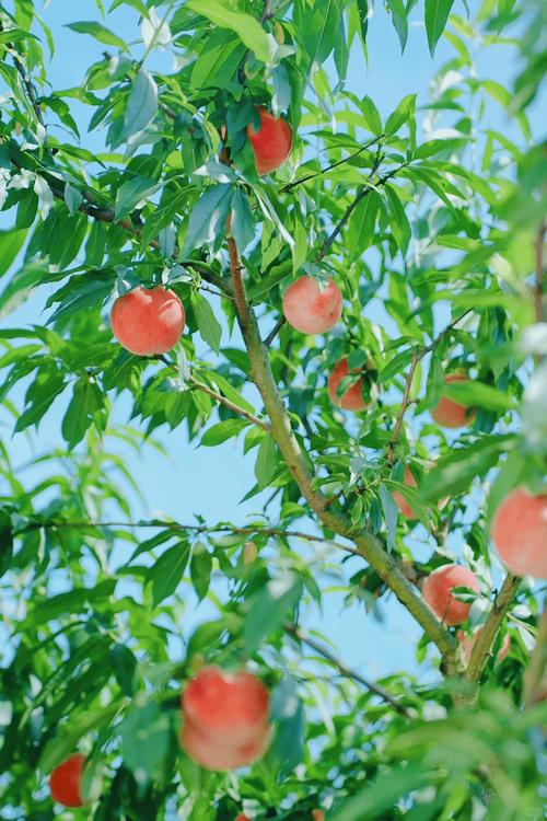 水蜜桃在线高清免费视频