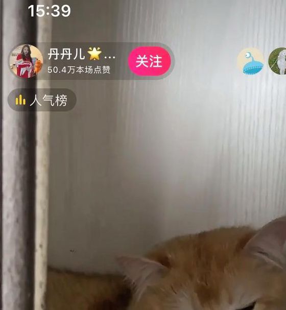 斗猫直播在线观看播放