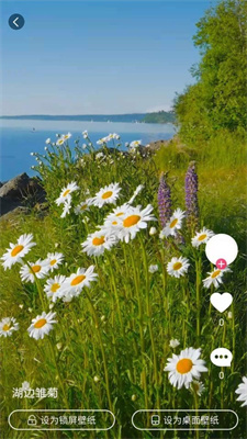 小鸟壁纸2024最新版