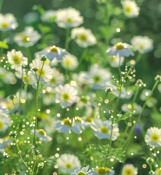 野花视频高清免费版