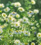 野花视频高清免费版