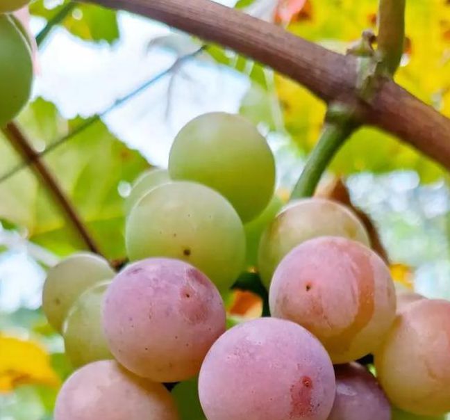 葡萄视频免费版