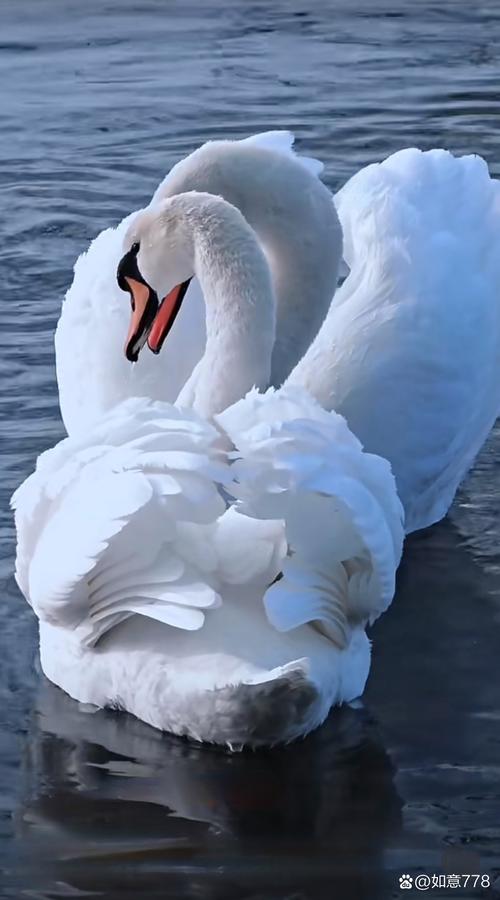 小天鹅一对一视频聊天