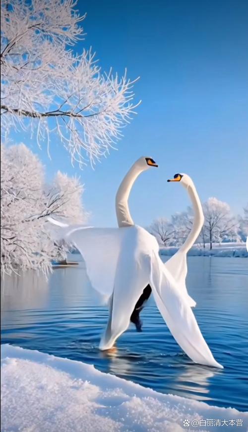 小天鹅一对一视频聊天