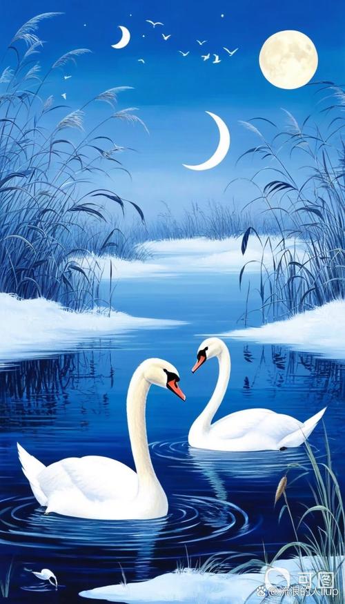 小天鹅一对一视频聊天