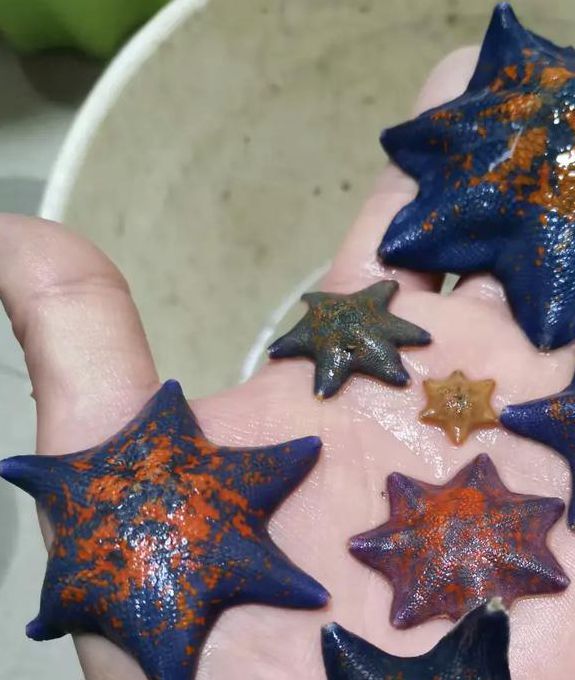 海星直播最新版本