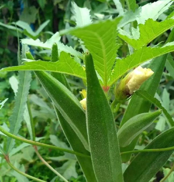 芭乐汅api免费秋葵视频