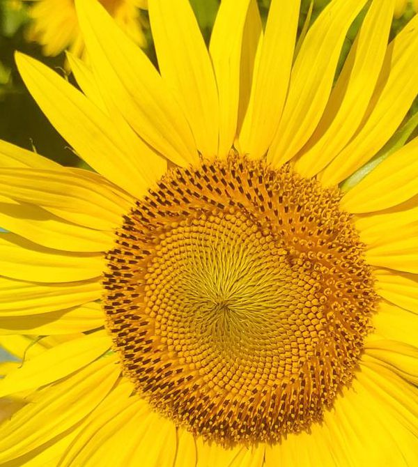 xrk1_3_0ark向日葵无限观看辽宁教育网