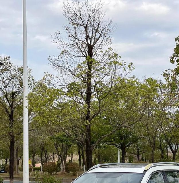 国产日产韩国精品视频