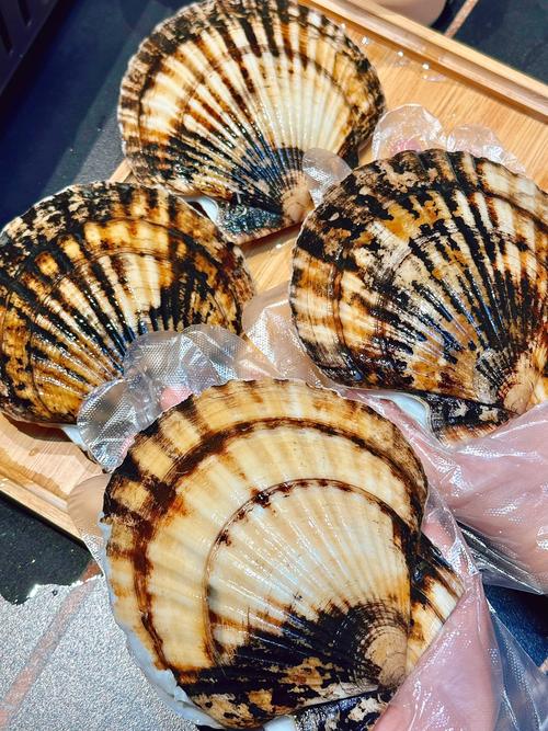 把你的扇贝打开我要进去直播