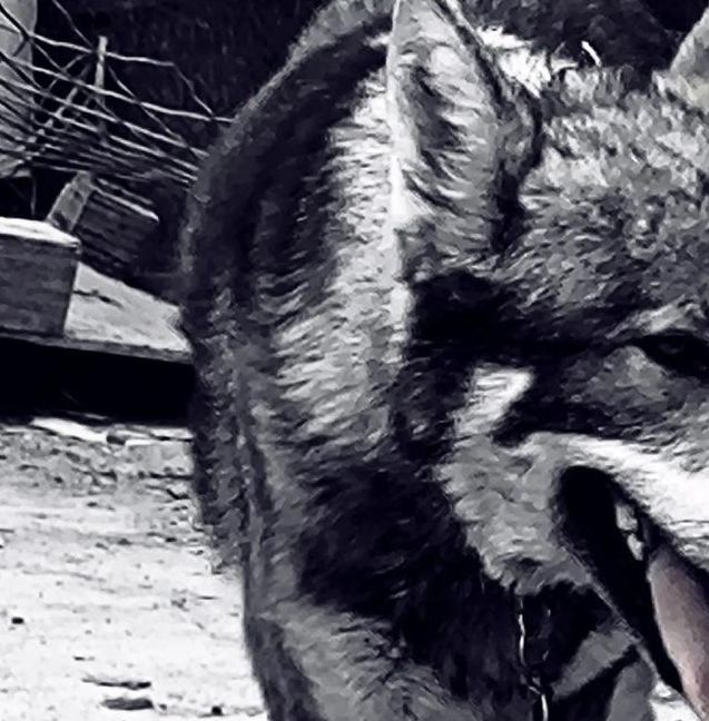 灰狼视频每天五次版