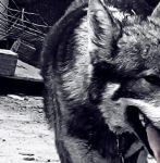 灰狼视频每天五次版