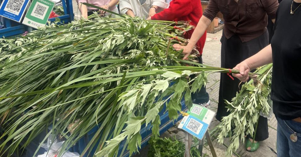 艾草无码视频在线观看