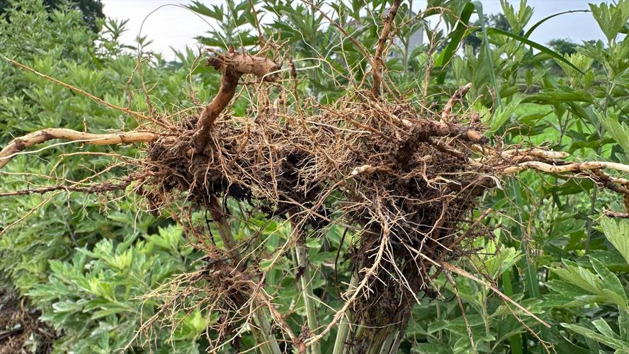 艾草无码视频在线观看