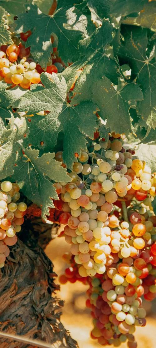 葡萄视频无限制