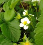 草莓樱桃向日葵