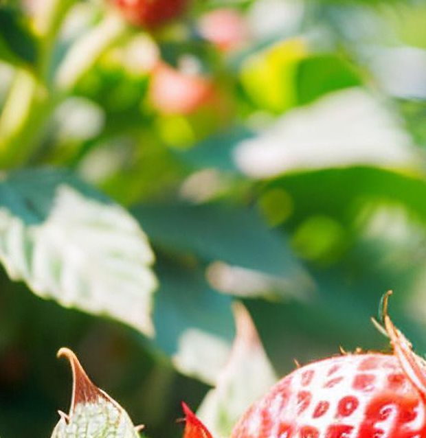 草莓樱桃向日葵